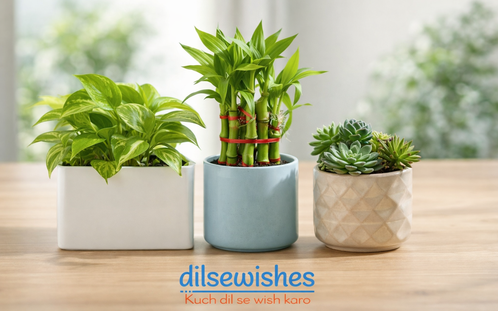Best Gift Ideas Like Plants